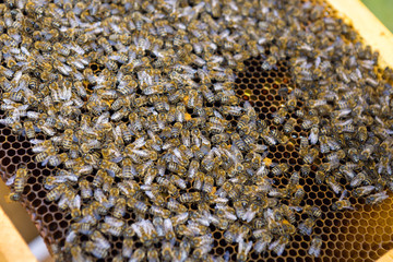 Closeup of a frame with a wax honeycomb of honey with bees on them. Apiary workflow.