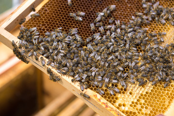 Closeup of a frame with a wax honeycomb of honey with bees on them. Apiary workflow.
