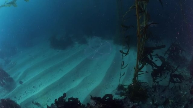 Close up of salp swimming by kelps over ocean floor underwater - Carmel by the Sea, California