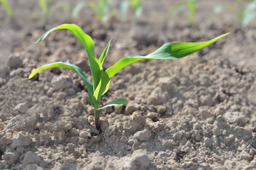 close on leaf of new maize growing in the dirt of a field
