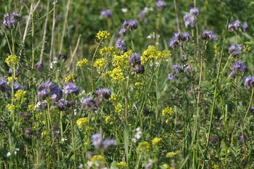 Obraz premium Frühlingsblumen
