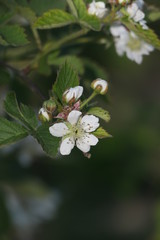 Brombeerblüten