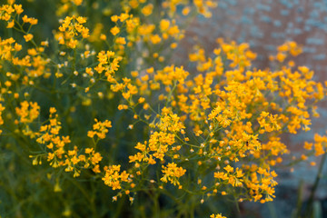 Fototapeta premium Buds of flowers