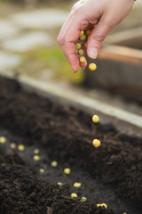 Farmer´s hand planting seed of peas into soil  close-up