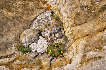 Flower with yellow flowers between old stones.