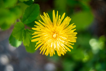 Yellow Dandelion flower top View in full bloom during springtime on Blurred natural background. 