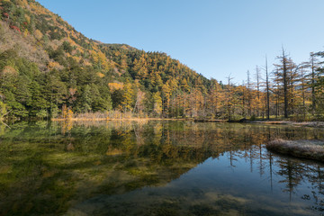 Fototapeta premium 上高地・紅葉の明神池