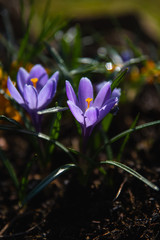 Beautiful purple crocus flower on a sunny spring day close up