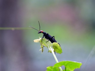 Blister beetle