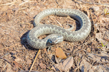 Grey viper or adder venomous snake in attacking or defencive pose rolled in knit on brown spring...