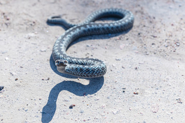 Grey viper or adder venomous snake in attacking or defencive pose rolled in knit on asphalt pathway