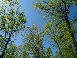 trees and sky