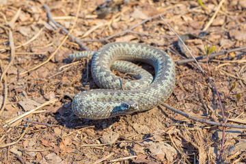 Grey viper or adder venomous snake in attacking or defencive pose rolled in knit on brown spring soil or ground pathway among old leaves, grass and branches