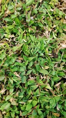 green leaves landscape