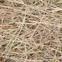 hay. background with brown hay in different directions sticks and chips with and without grass. beautiful uniform background of hay