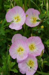 ヒルザキツキミソウ