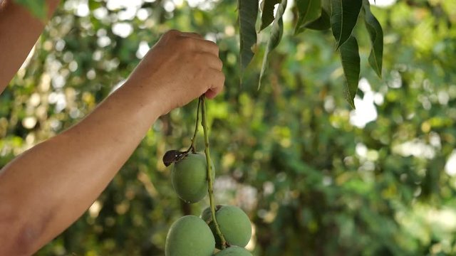 Close up three mango hanging from its tree