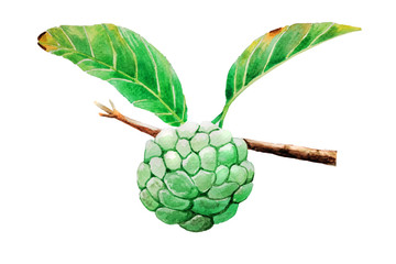 Fototapeta premium Fresh Custard Apple with green leave branch Watercolor hand drawing and painting illustration isolated on white paper Background.