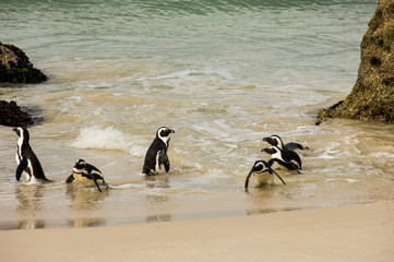 Naklejka premium cute penguins on beach 