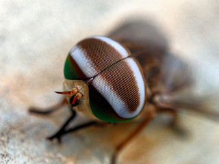 close-up portrait of a fly with a white head pattern