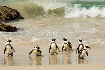 penguins on the beach taking a bath