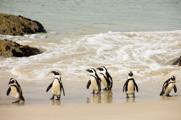 penguins on the beach after bath