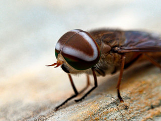close-up portrait of a fly with a white head pattern