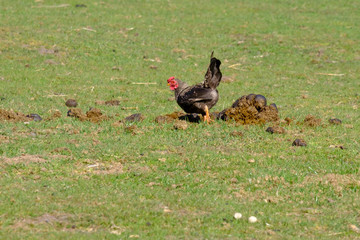 Close-up of black rooster crowing, the cock pecks in a lump of shit, selective focus. grass background
