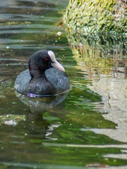 łyska na gnieździe  © Henryk Olszewski