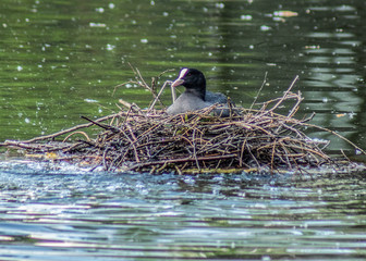 łyska na gnieździe  © Henryk Olszewski