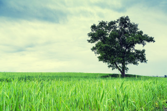 Single Tree Landscape" Images – Browse 108 Stock Photos, Vectors, and Video  | Adobe Stock