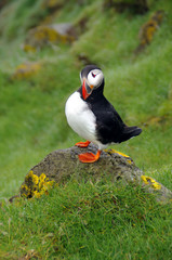 atlantic puffin or common puffin