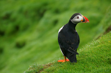 atlantic puffin or common puffin