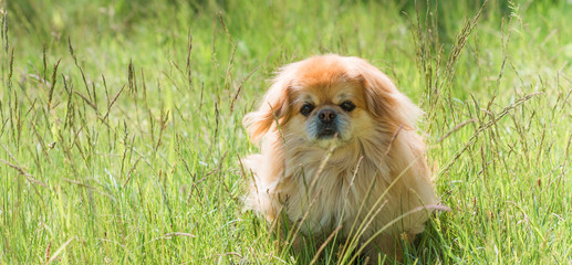 Cute and funny red light pekingese dog in park joyful. Best human friend. Pretty mature dog in garden around sunlight