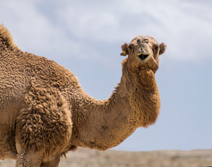 head and shoulders portrait of a genuine negev bedouin camel in a village near mitspe ramon in israel with a blurry cloudy desert background