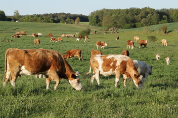 Rinderherde auf einer Wiese mit saftigem Gras - Weidehaltung