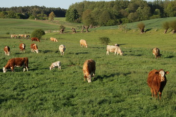 Rinderherde auf einer Weide mit saftigem Gras