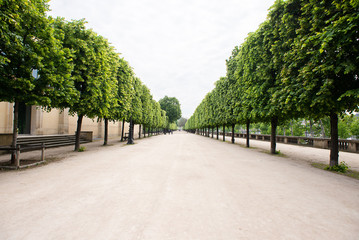 Alley with Green Trees in Tuileries garden in Paris.