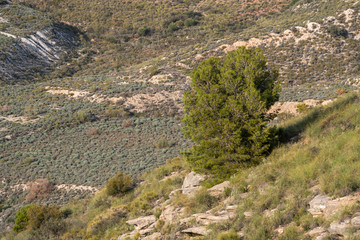  tree in the place of Cintas near Berja (Spain)