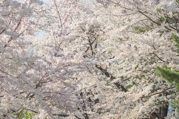 桜のテクスチャ