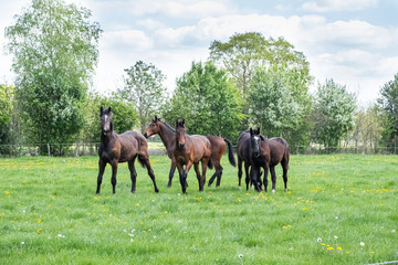 A herd of young stallions go to pasture for the first time on a sunny spring day. Blue sky. Galloping dressage and jumping horse stallions in a meadow. Breeding horses
