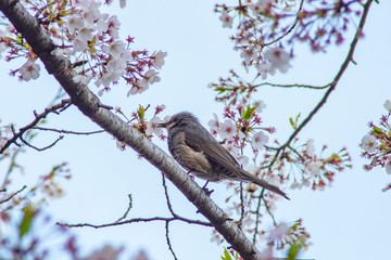 餌を食べる小鳥
