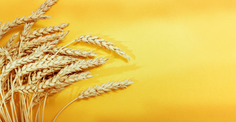 Spike of wheat close up. Cereal crop. Rich harvest creative concept. Top view and copy space. Banner for wensite with shadows from light..