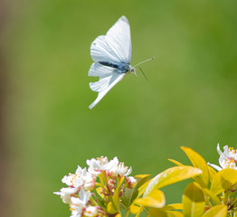 White butterfly in flight.