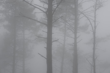 Pine trees in the mist on Mount Jaizkibel, Euskadi