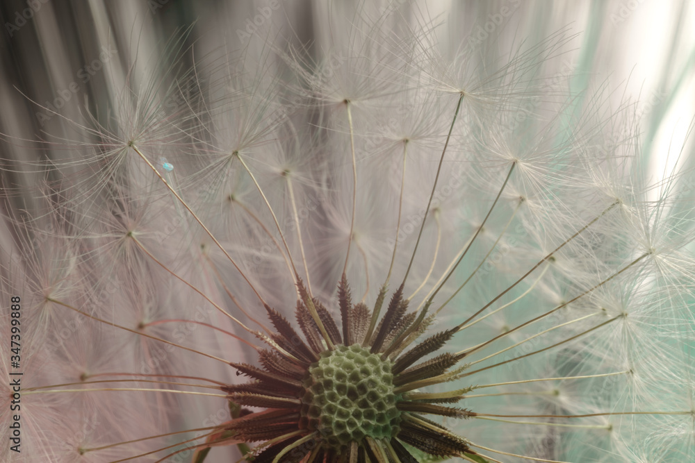 Poster close up beautiful dandelion flower color light background pattern texture. macro photography view.