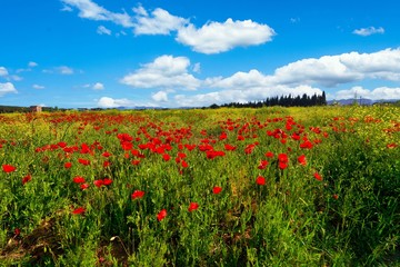 Flowering of poppies in spring in the Tuscan countryside in Castagneto Carducci Italy