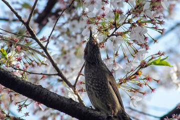 伸びをして食事をする小鳥