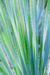 Green aloe plant close up in nature. Wild prickly succulent outdoors with sun light. Natural abstract background with Selective focus. Vertical fomat image.