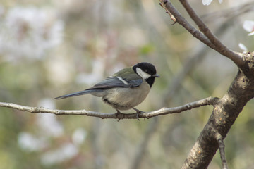 考える小鳥
